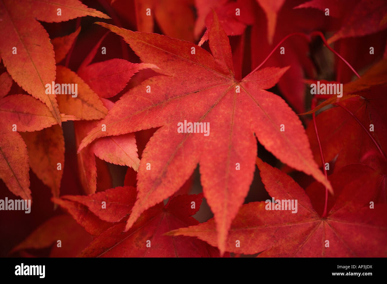 Japanese maple acer tree in detail Stock Photo