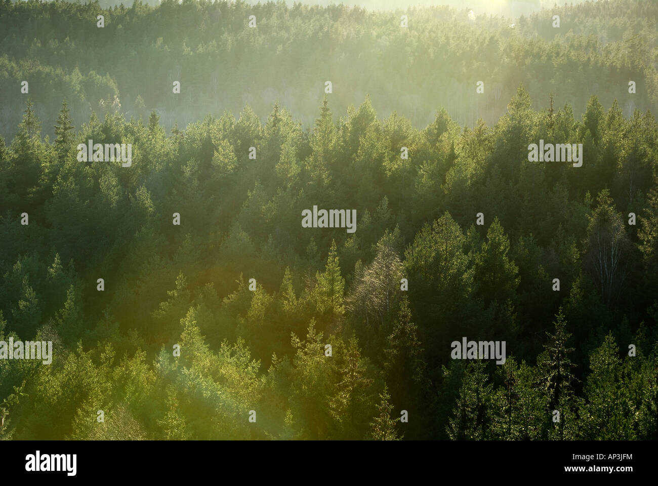 Wood woodland forest trees tree hi-res stock photography and images - Alamy