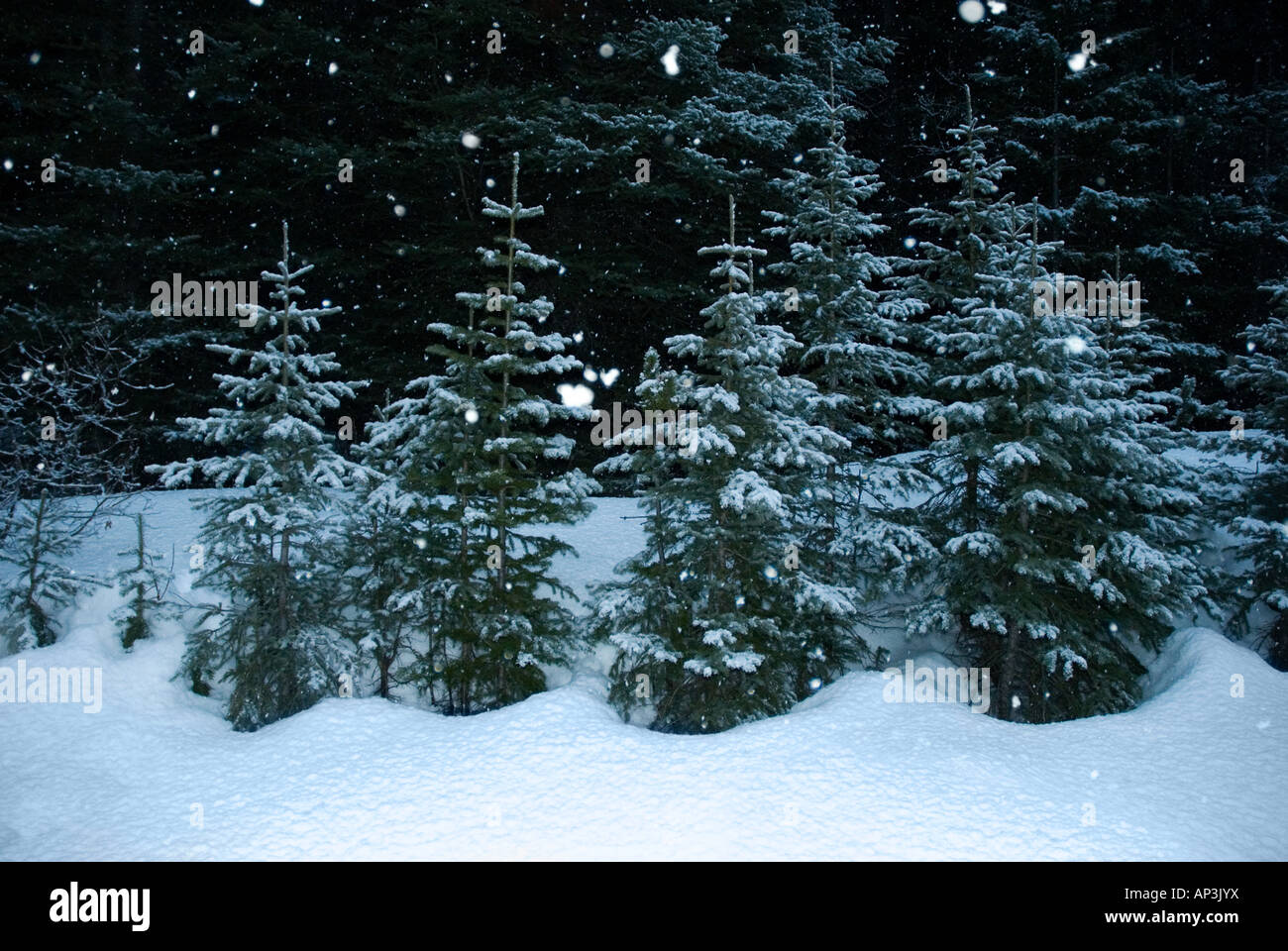 Snow Fir Trees High Resolution Stock Photography and Images - Alamy