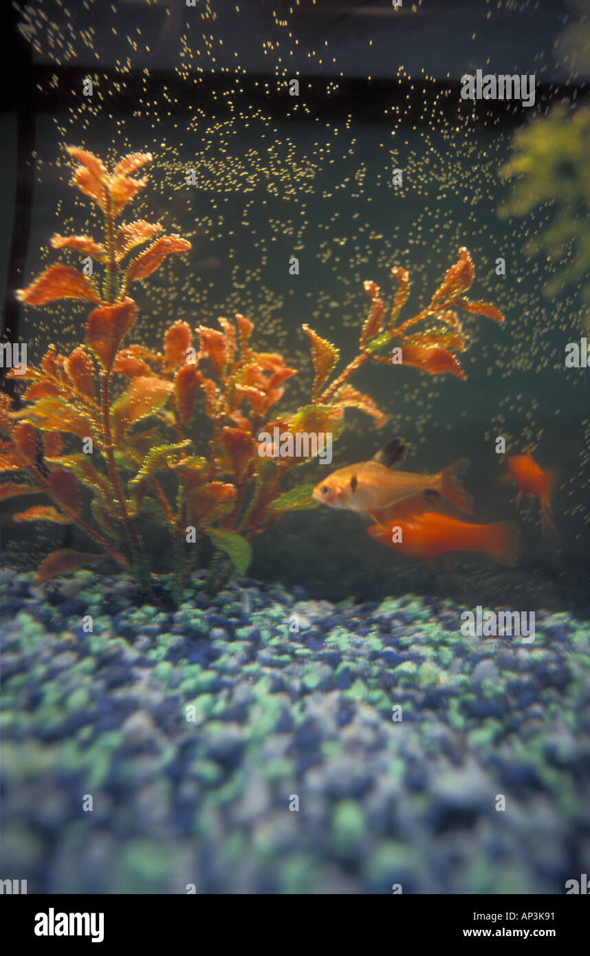 Goldfish in a Home Aquarium Stock Photo Alamy