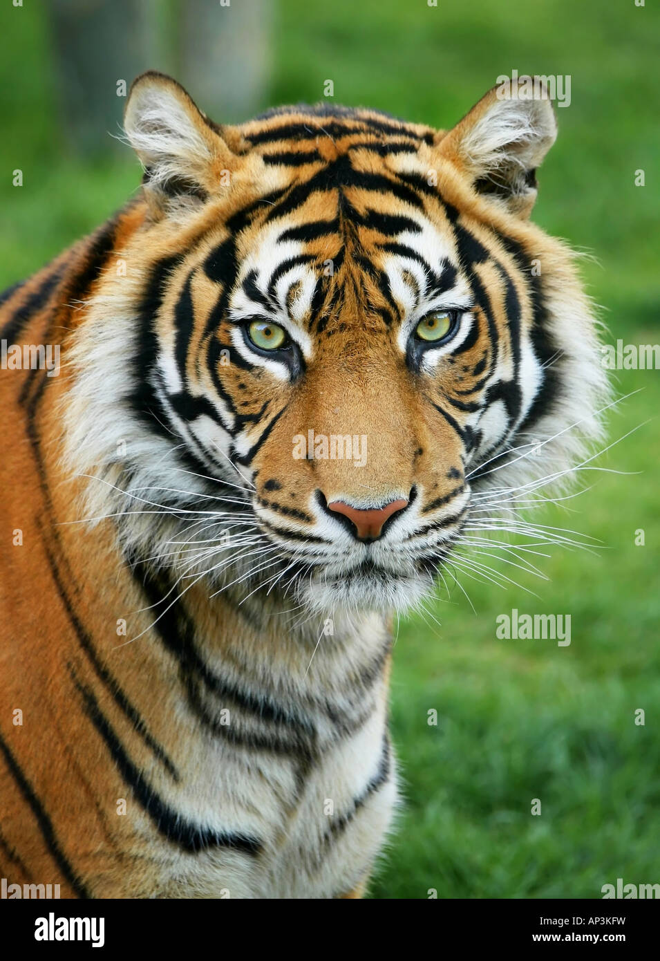 Sumatran Tiger Stock Photo