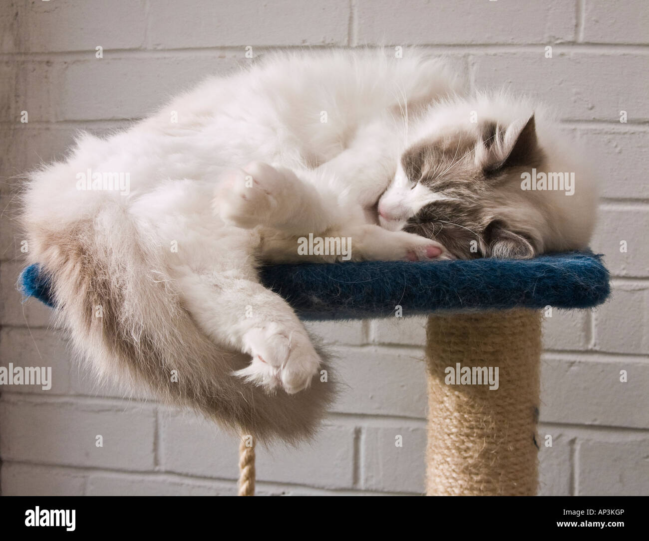 A ten 'months' male blue bicolour Ragdoll cat asleep at the top of his elevated bed in Wiltshire England UK EU Stock Photo