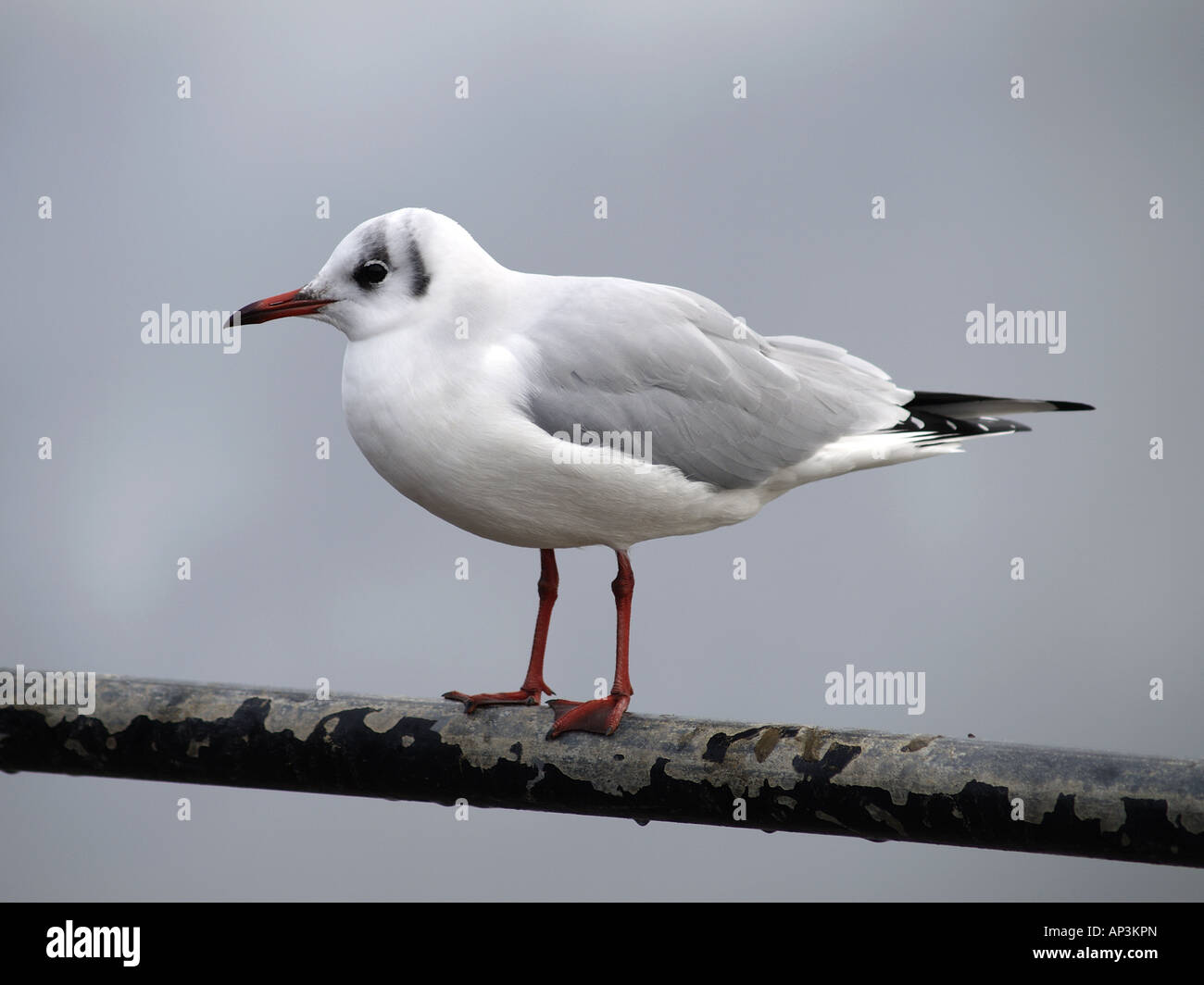 Black Headed Gull Larus ridibundus Stock Photo