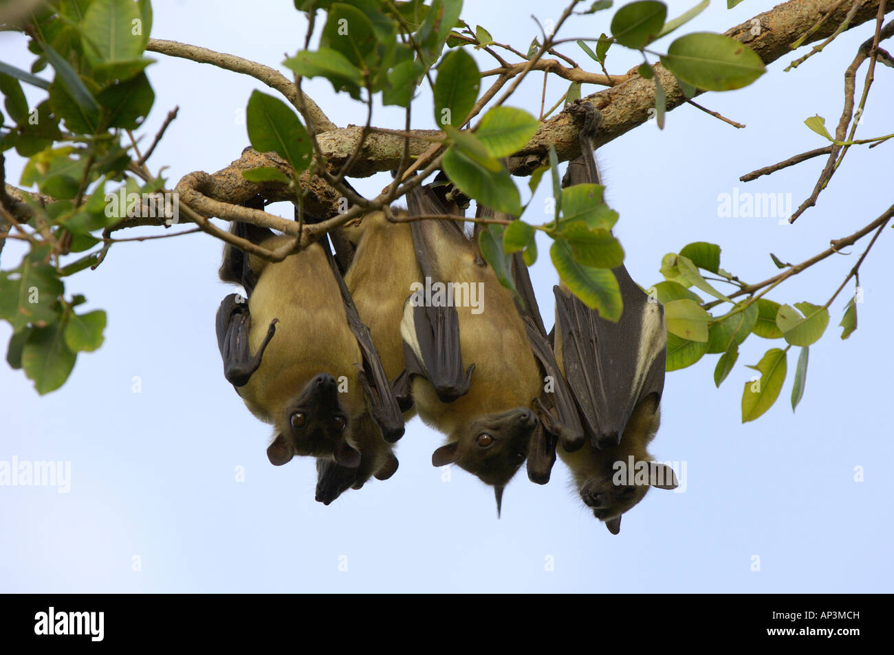 Straw coloured Fruit Bat Eidolon helvum Kasanka National Park Zambia