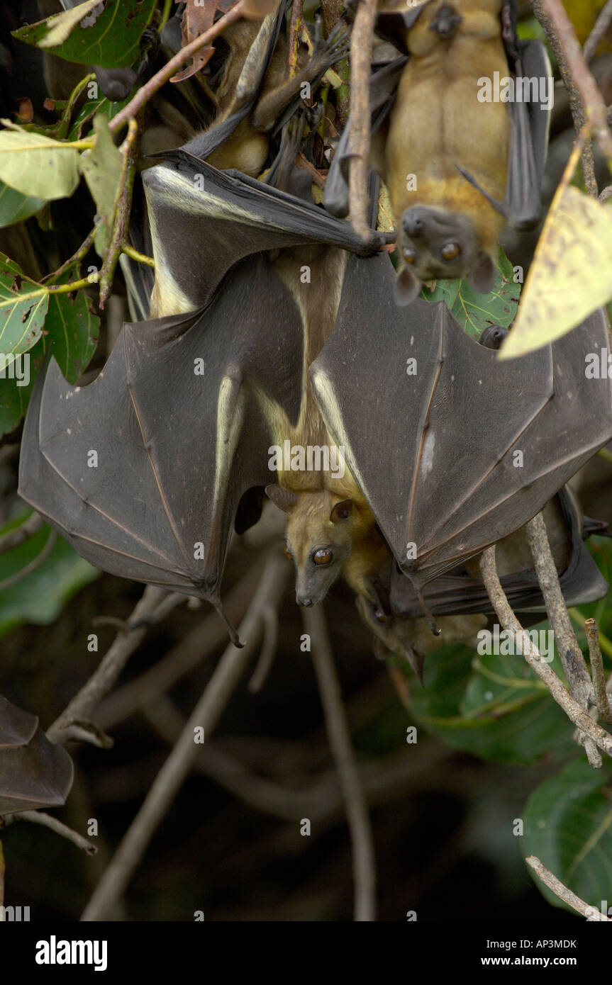 Straw coloured Fruit Bat Eidolon helvum Kasanka National Park Zambia