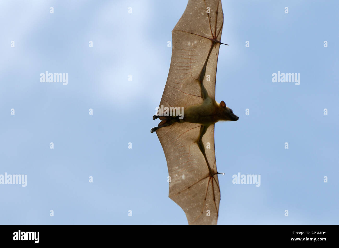 Straw coloured Fruit Bat Eidolon helvum Kasanka National Park Zambia in