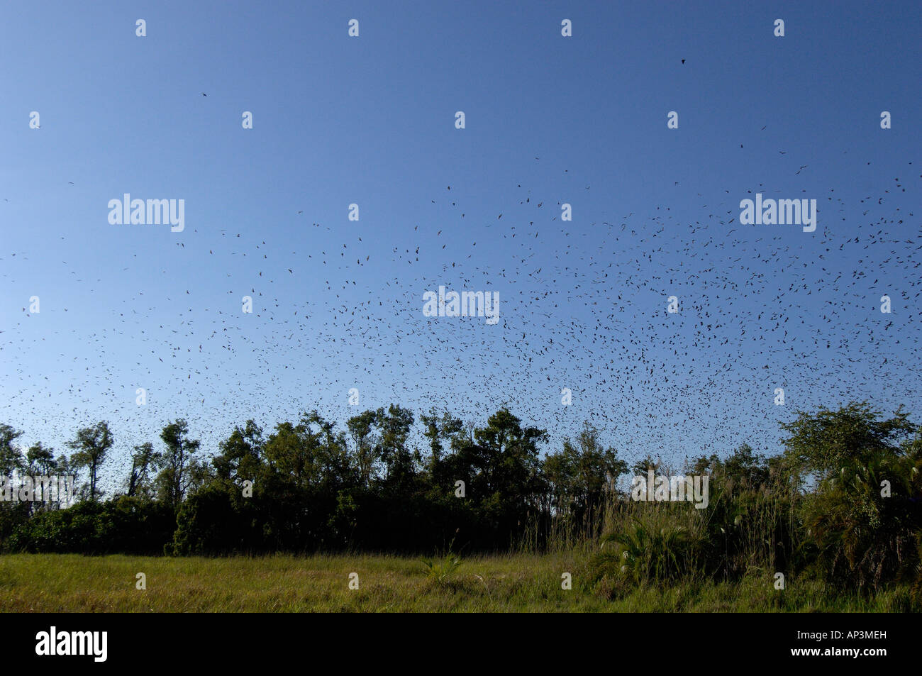Straw coloured Fruit Bat Eidolon helvum Kasanka National Park Zambia flock flying over roost during the day Stock Photo