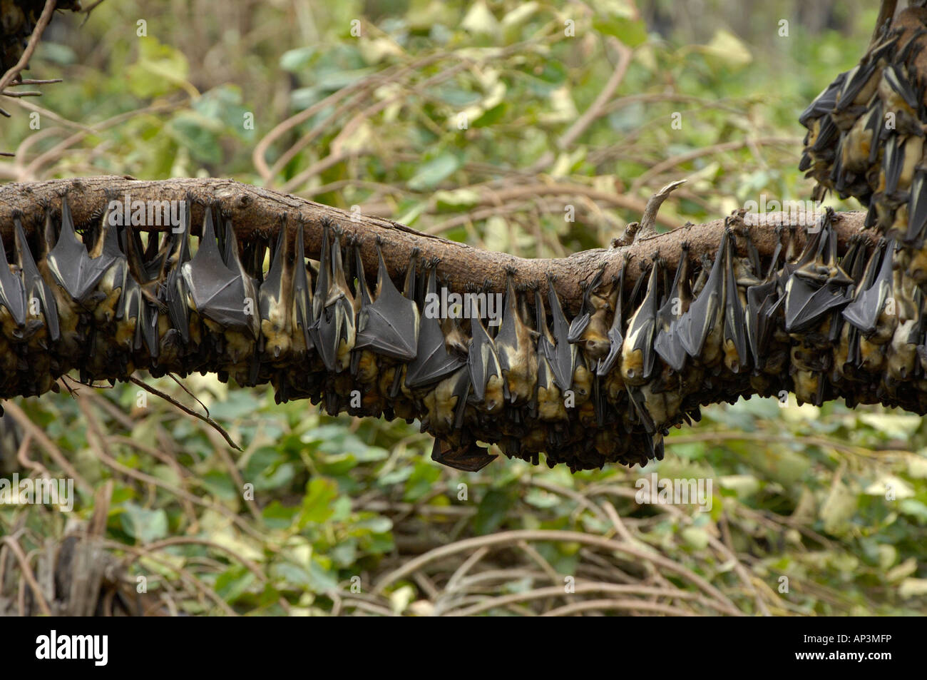 Straw coloured Fruit Bat Eidolon helvum Kasanka National Park Zambia
