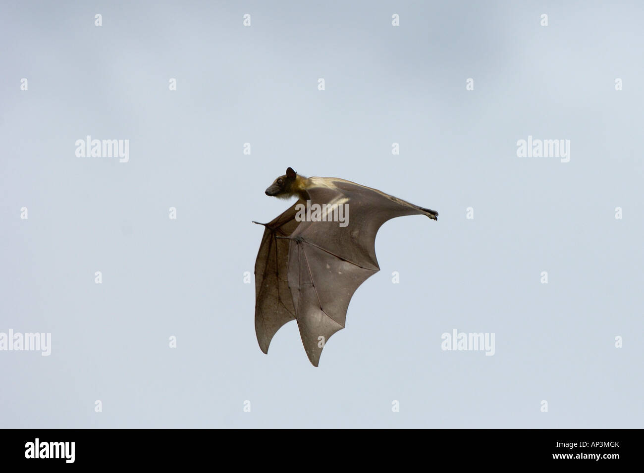 Straw coloured Fruit Bat Eidolon helvum Kasanka National Park Zambia in flight Stock Photo