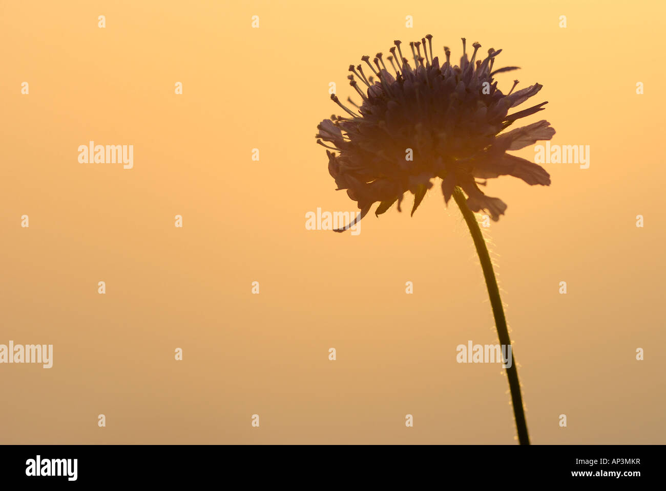 Silhouette of flower and stem at sunset Stock Photo