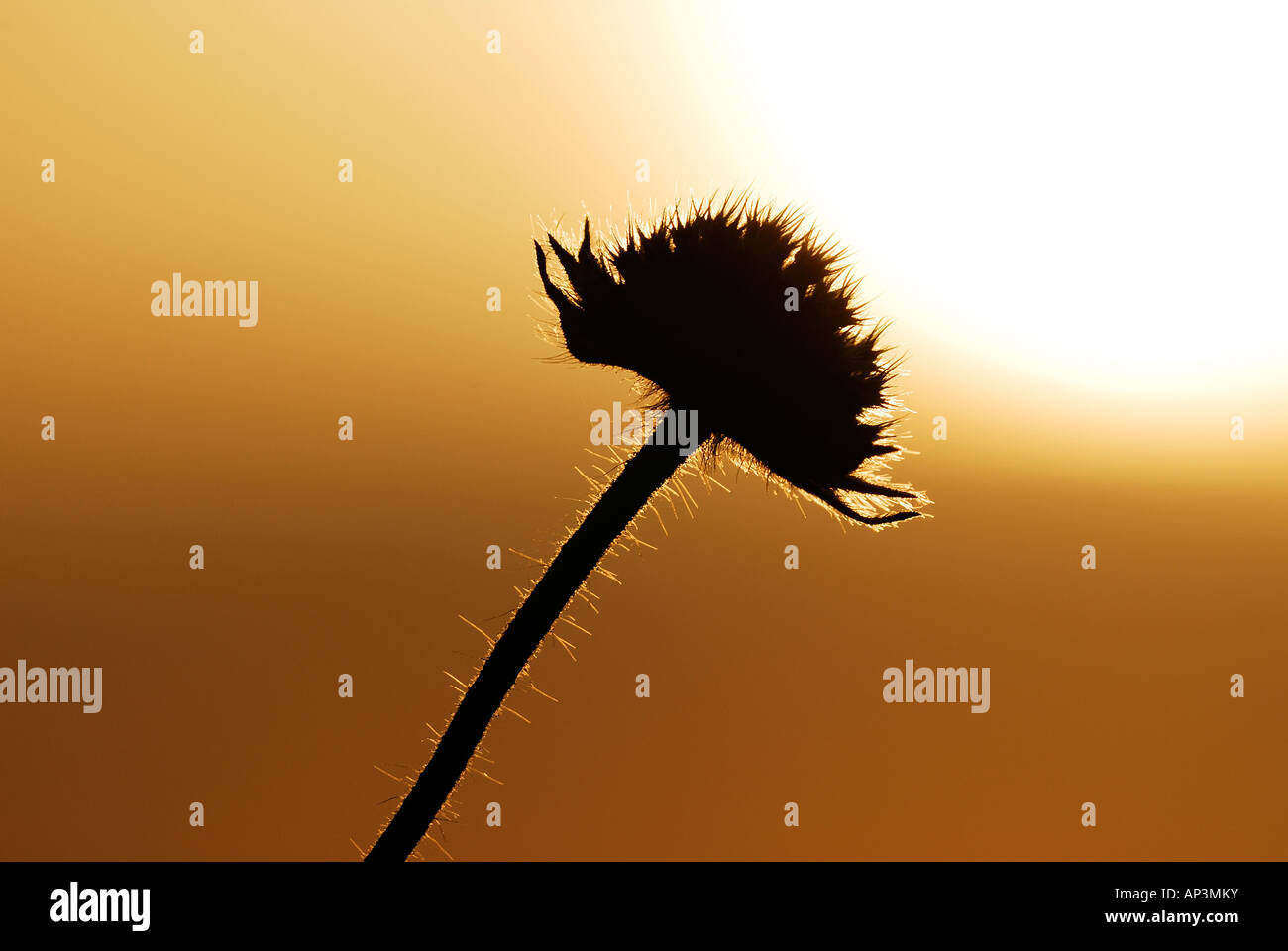 Silhouette of dandelion flower and stem on sunny day Stock Photo