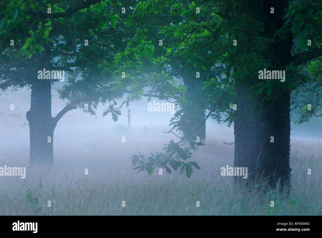 Trees standing in a misty landscape Stock Photo