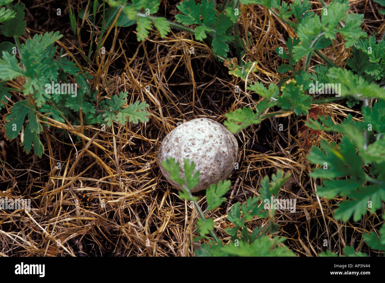 Puff ball type Fungi Stock Photo