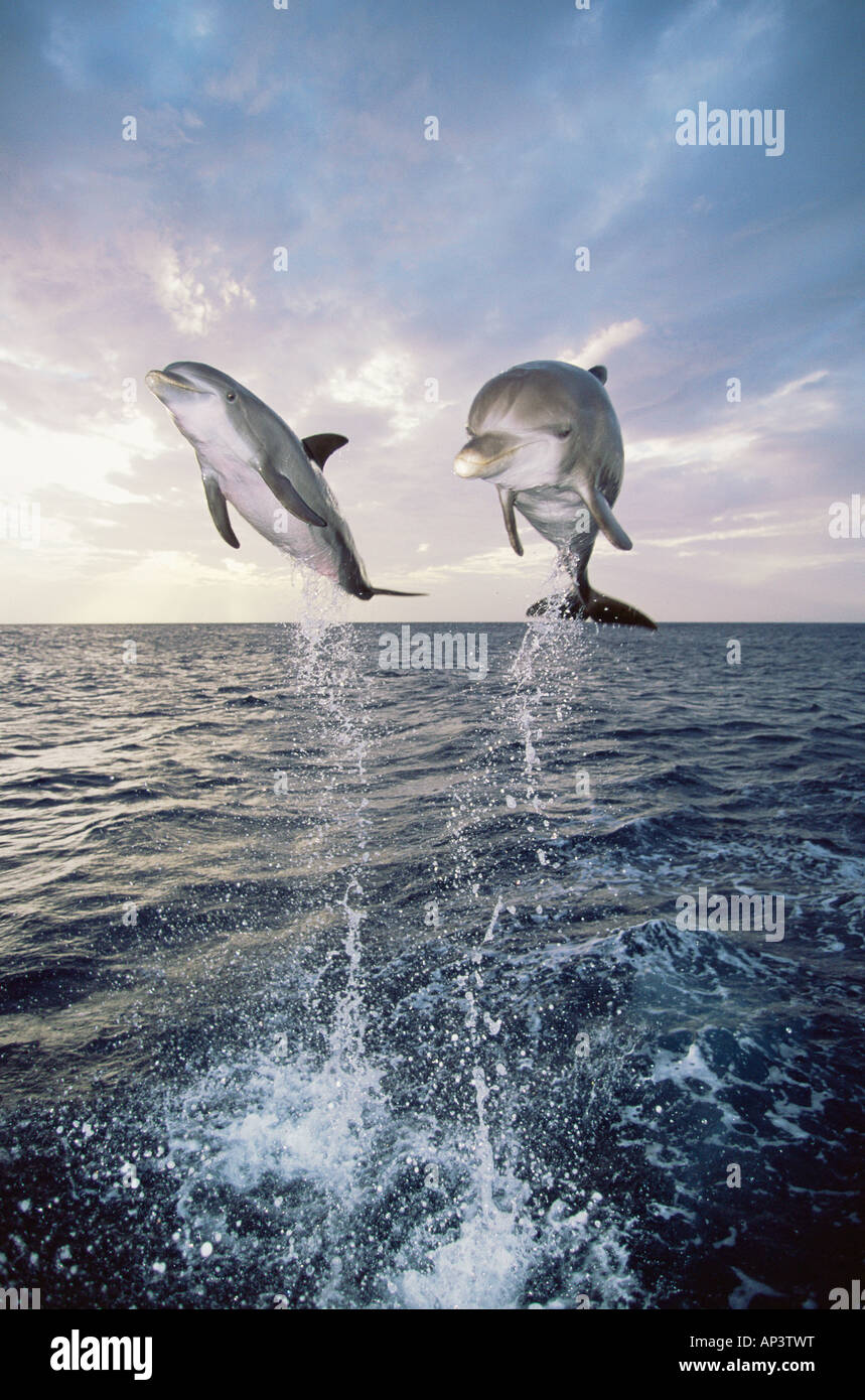 Dolphins jumping out of the sea Stock Photo