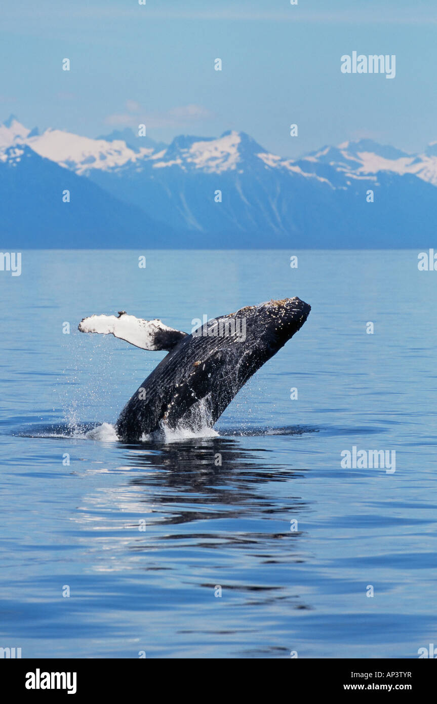 A breaching humpback whale in alaska Stock Photo