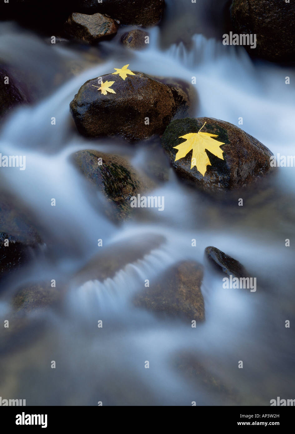 Bigleaf maple leaves on rocks in the merced river Stock Photo