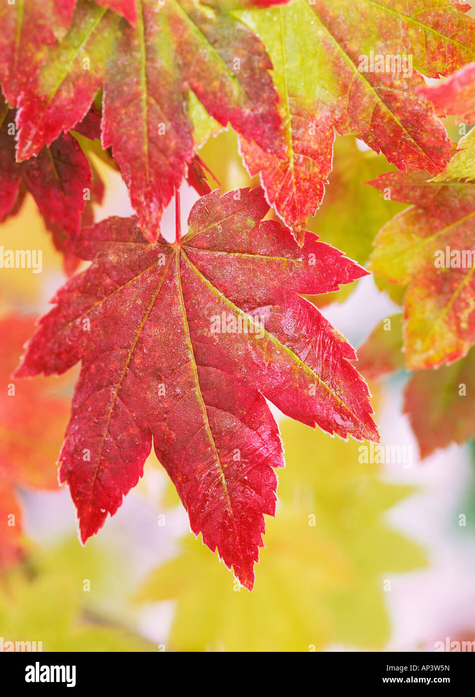 Vine maple leaves Stock Photo