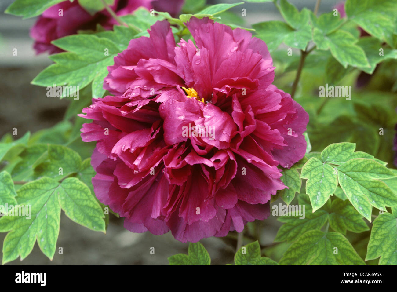 Double tree peony Beijing China Peonies have been cultivated in China for over 4000 years Stock Photo