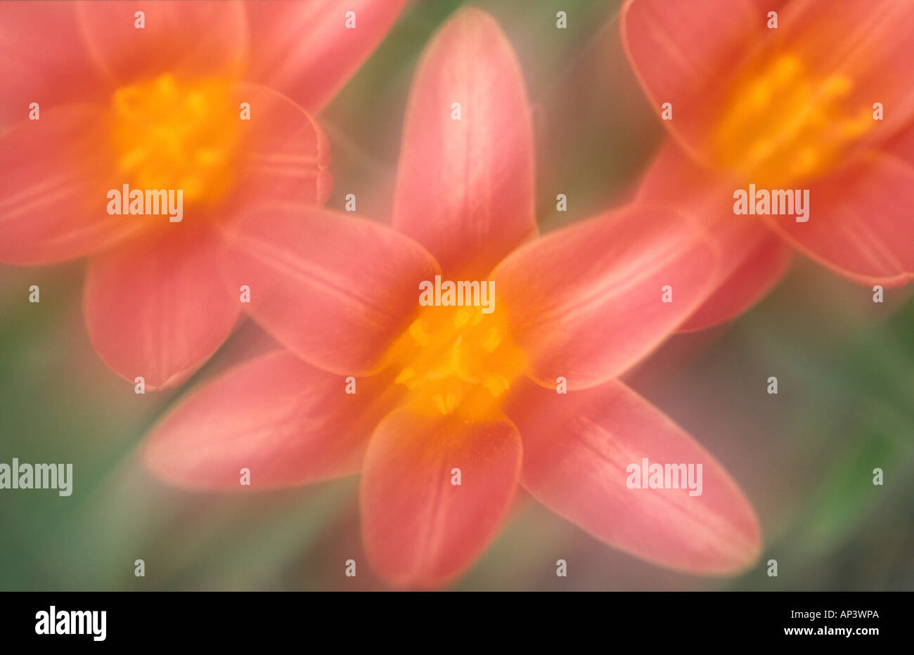 Blurred Image of Three Red Tulip Flowers Stock Photo