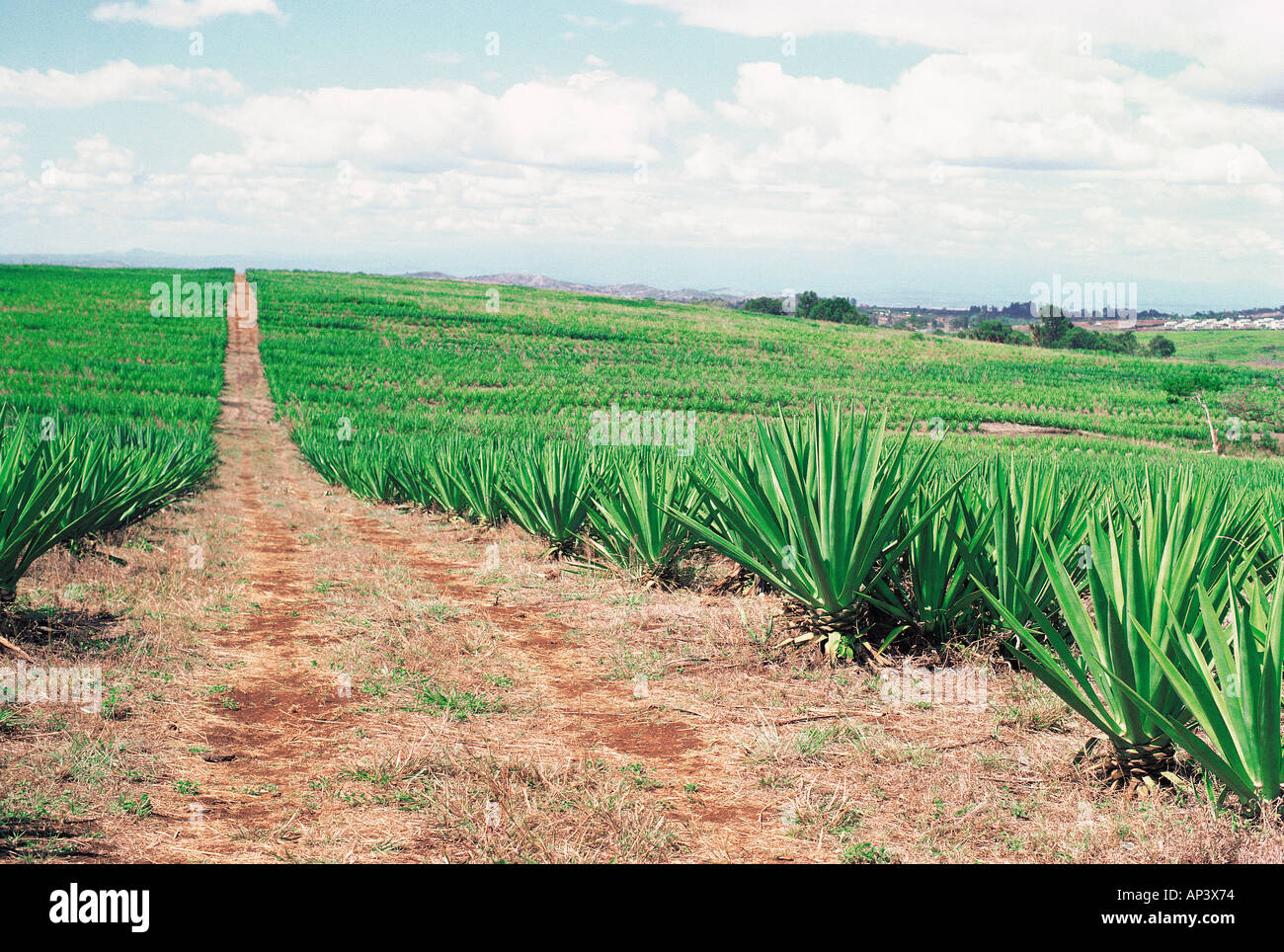Sisal plantation ten miles north of Thika Kenya East Africa Stock Photo