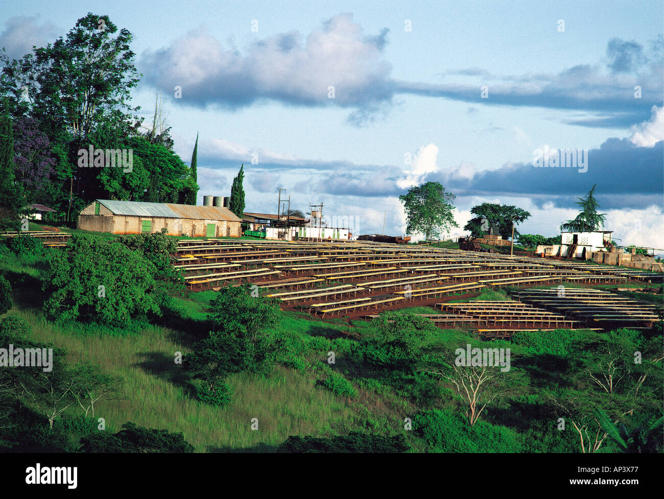 Coffee drying trays outside a coffee factory near Thika Kenya East Africa Stock Photo