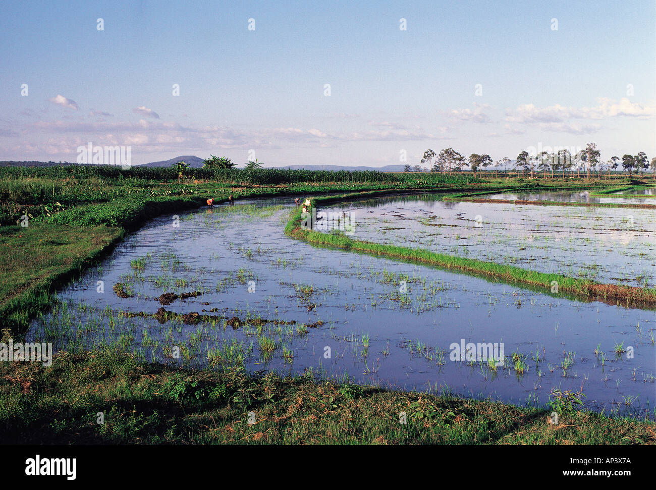 Rice growing on a modern irrigation scheme near Mwea south east of