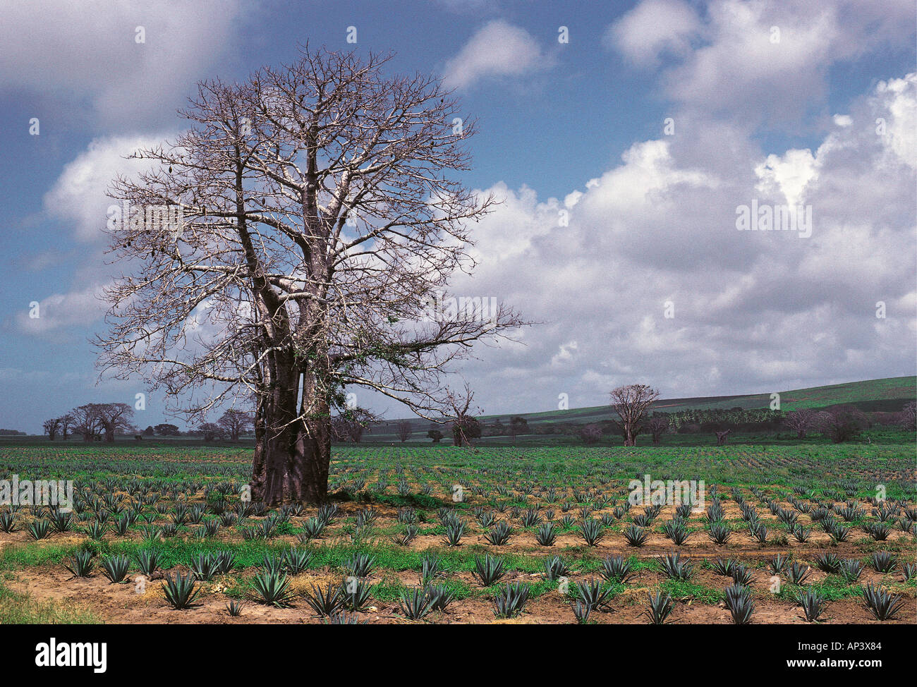 Sisal plantation and Baobab tree North of Mombasa Kenya coast East Africa Stock Photo