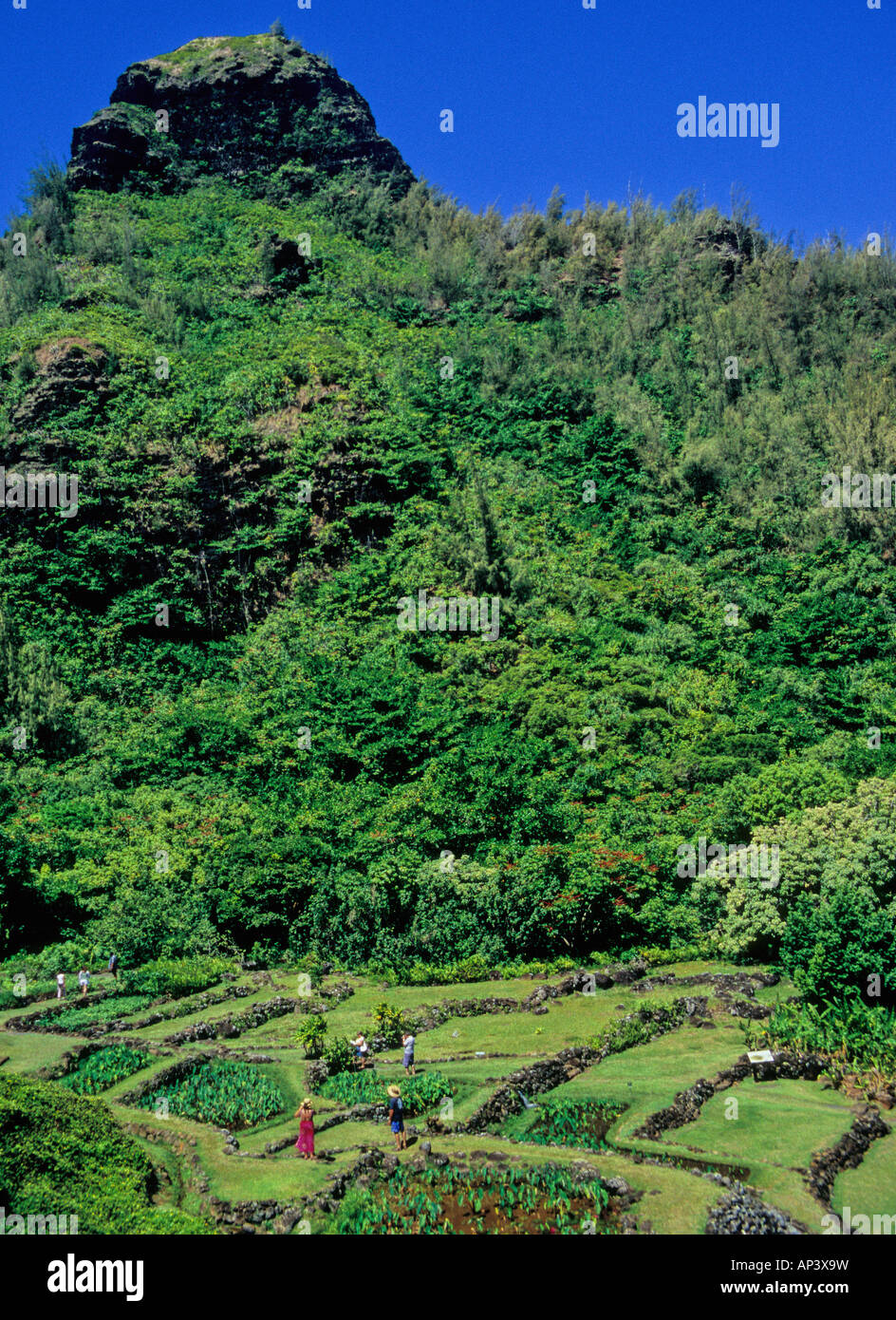 Tourists explore Limahuli Garden and Preserve on Kauai Stock Photo - Alamy