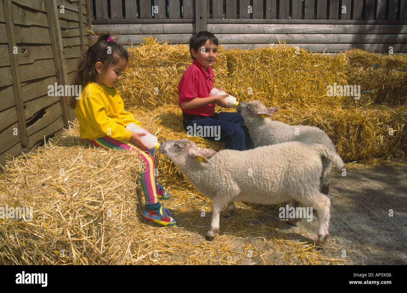 Young Boy and Girl Bottle Feeding Lambs on Farm Stock Photo