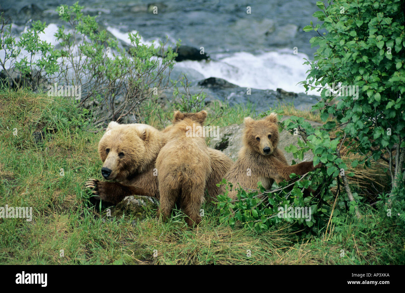 Kodiak National Wildlife Refuge, Kodiak Island, Alaska. Kodiak Brown