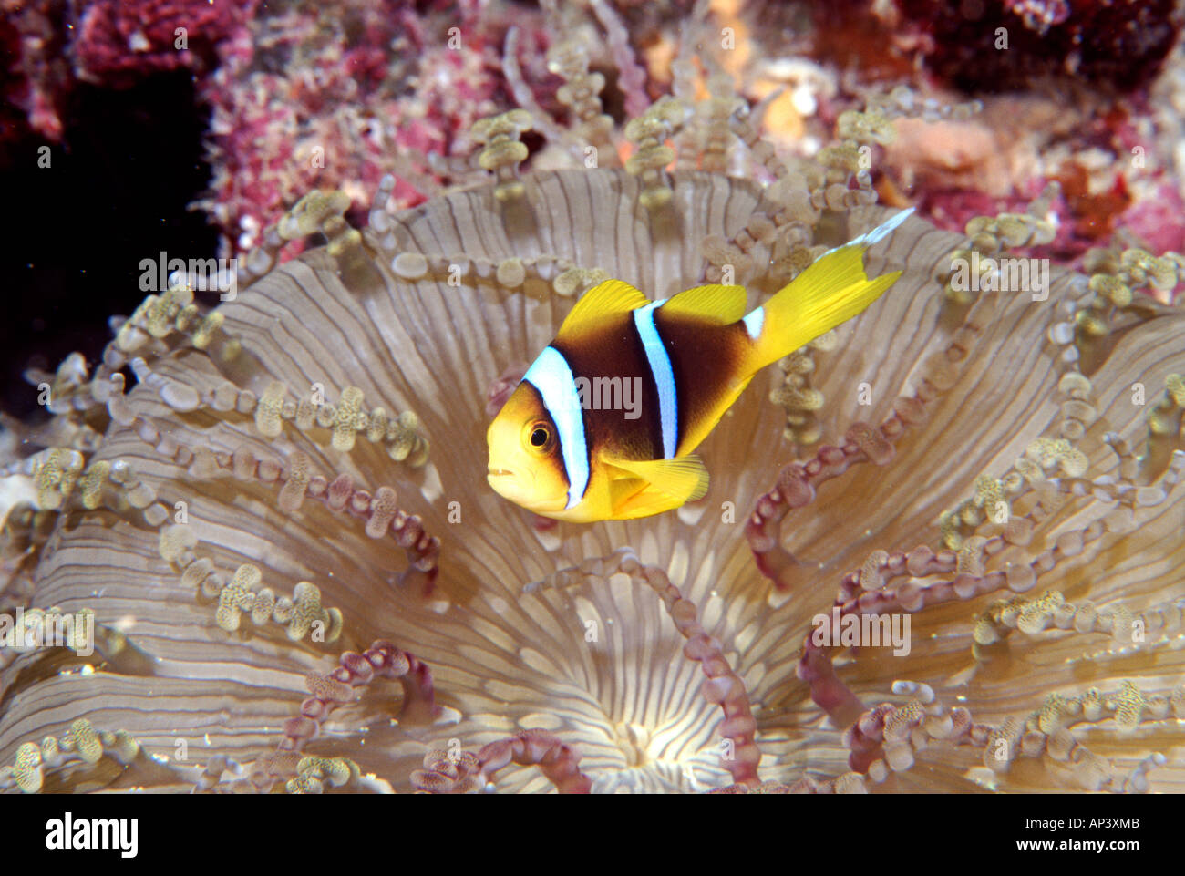 Orange-fin Anemonefish in Beaded Sea Anemone Stock Photo