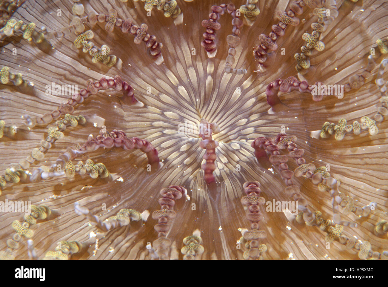 Beaded Sea Anemone, Heteractis aurora (close-up) Stock Photo