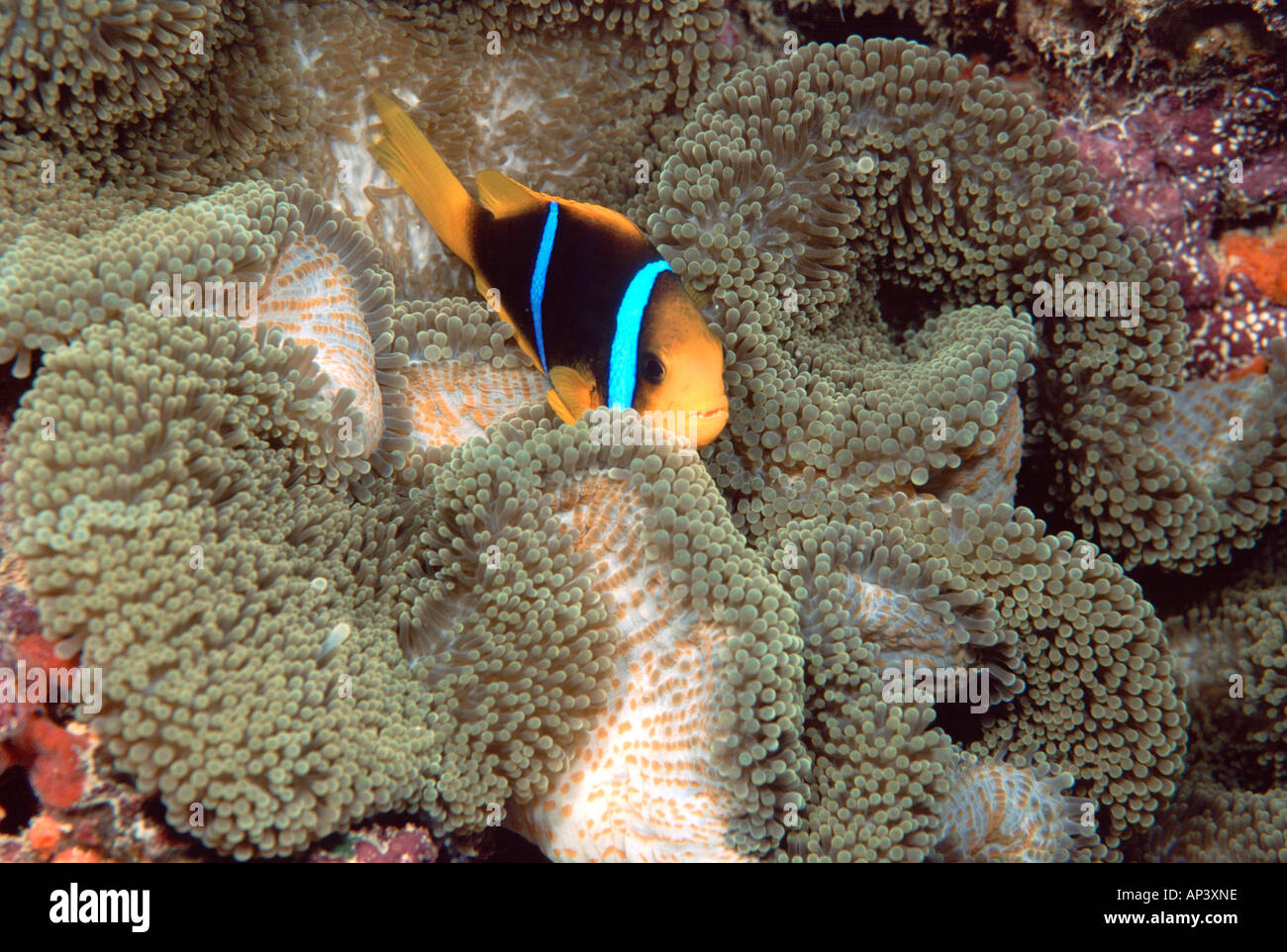 South Pacific, Orange-fin Anemonefish in Mertens' Sea Anemone Stock Photo