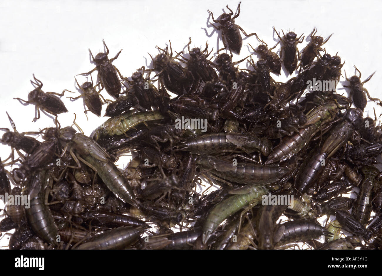 Live dragonfly larvae collected from rice terraces for food outside restaurant Yuanyang Yunnan China Stock Photo