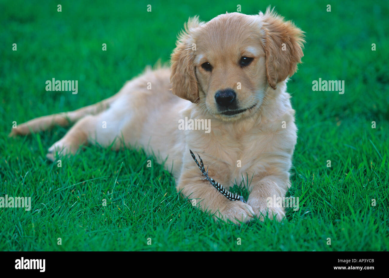 Golden retriever family(grass) hi-res stock photography and images - Alamy