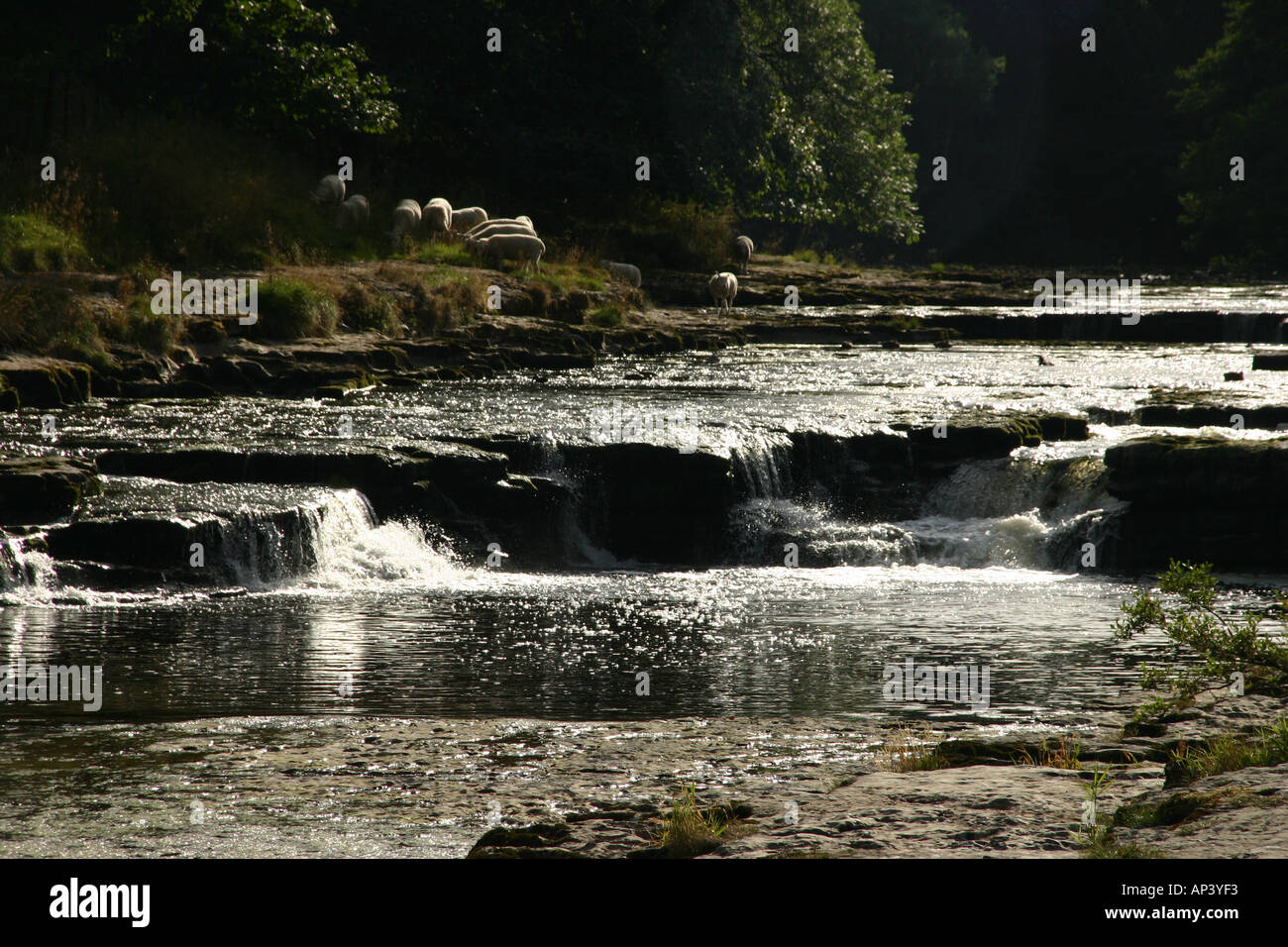 Aysgarth Falls Wensleydale North Yorkshire Stock Photo