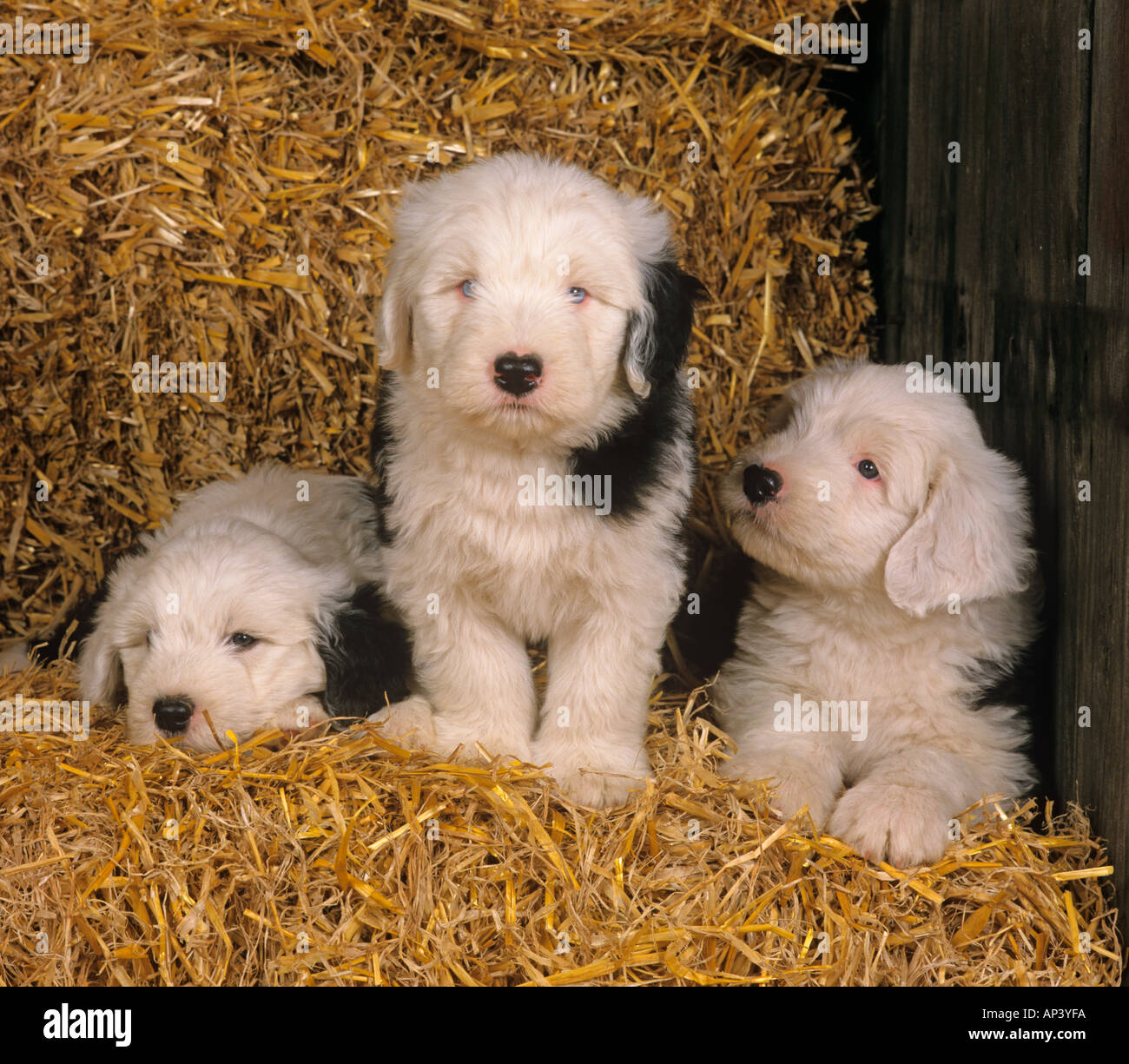 Old English Sheepdog Puppies Stock Photo
