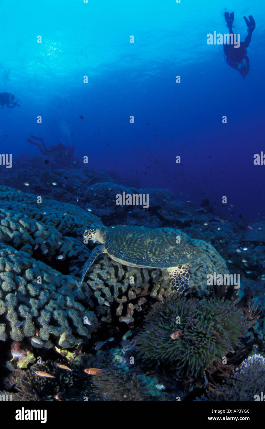 Papua New Guinea Puletasi - Sea Turtle With Blooming Hibiscus Flowers Turquoise main image 0