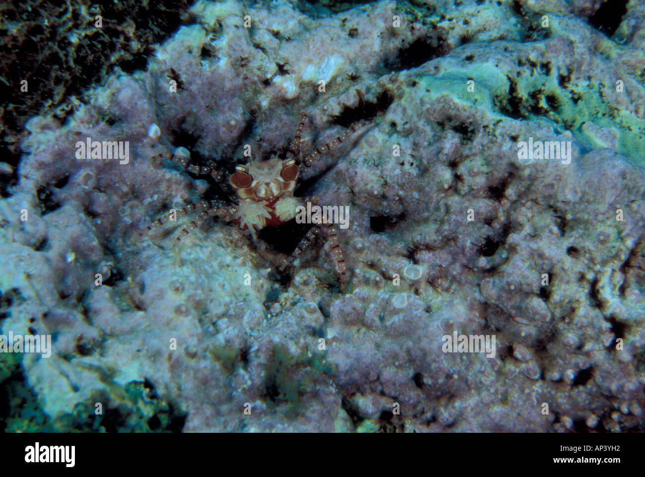 Papua New Guinea, Killibob's - The Father's, Boxer crab (Lybia tessellata) Stock Photo