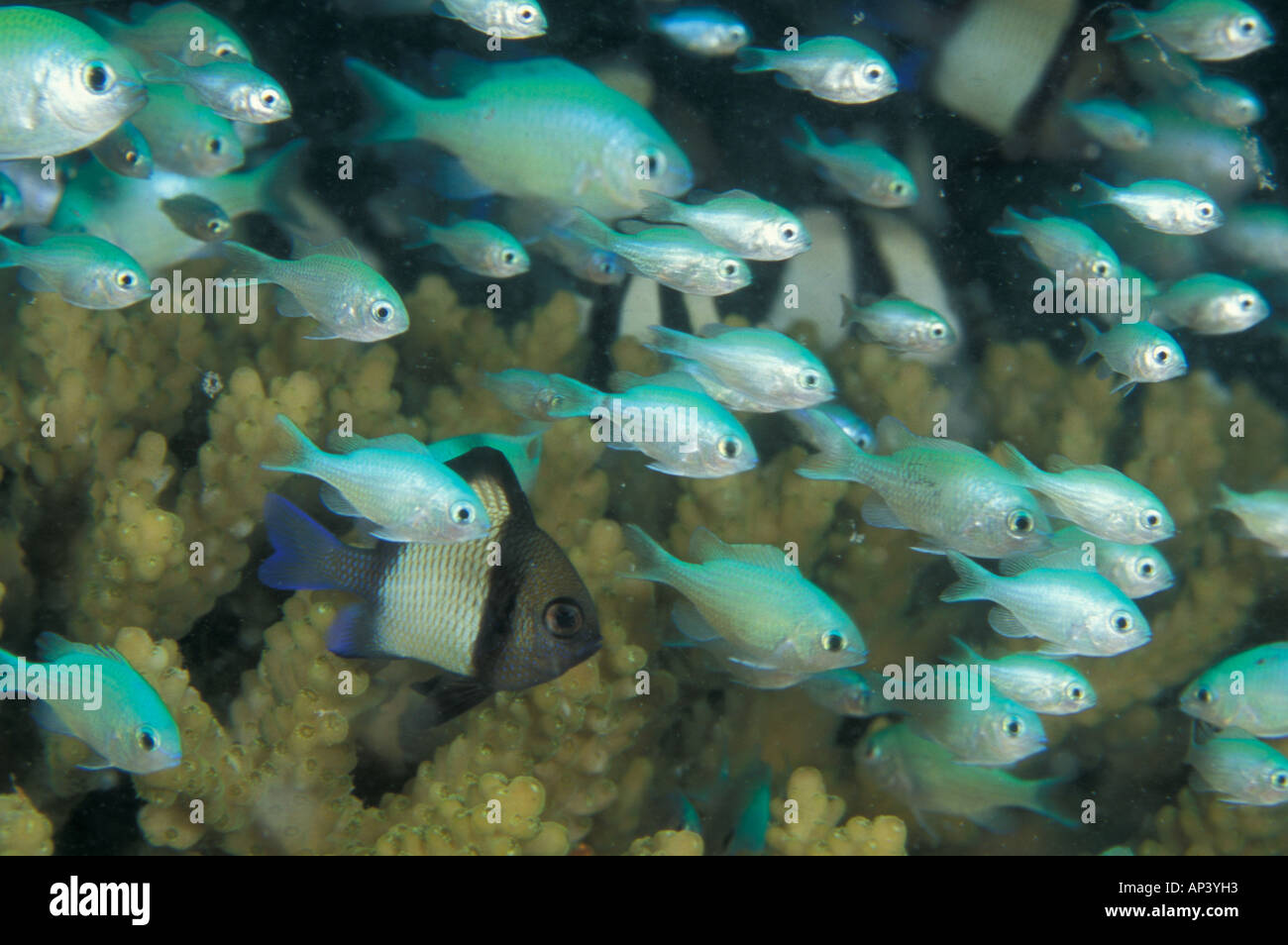 Papua New Guinea, Blue-green chromis (Chromis viridus) in hard coral ... - Green And Blue Chromis And Coral