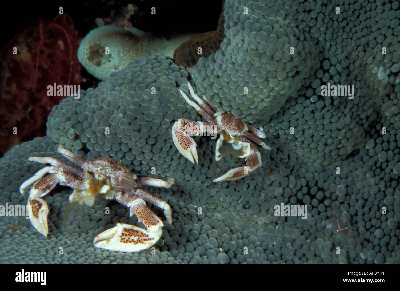 Papua New Guinea, porcelain crab (Neopetrolisthes ohshimai) Stock Photo