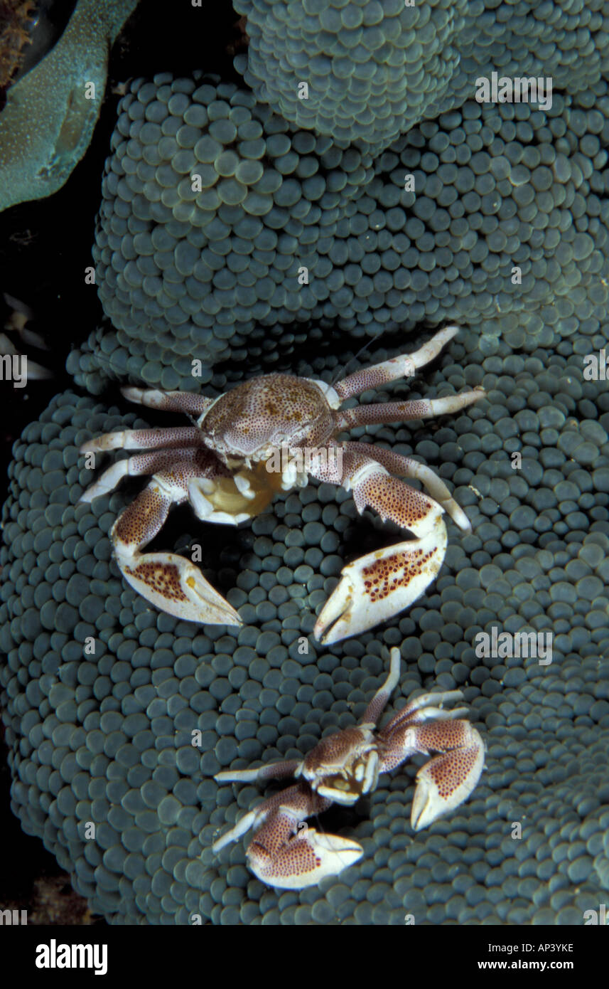 Papua New Guinea, porcelain crab (Neopetrolisthes ohshimai) Stock Photo