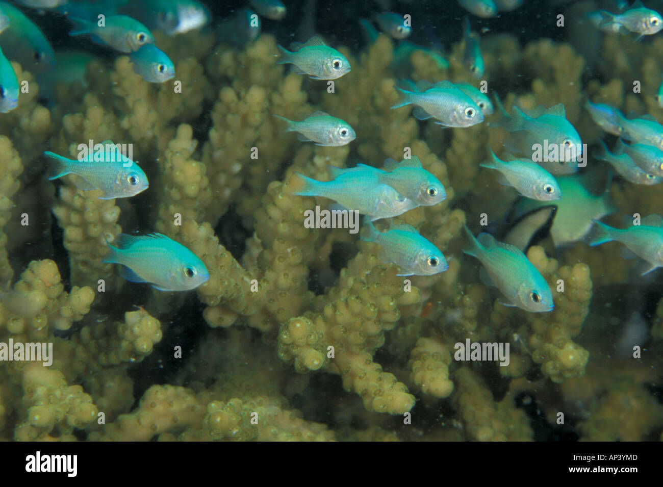 Papua New Guinea, blue-green chromis (Chromis viridus) in hard coral ... - Green And Blue Chromis And Coral