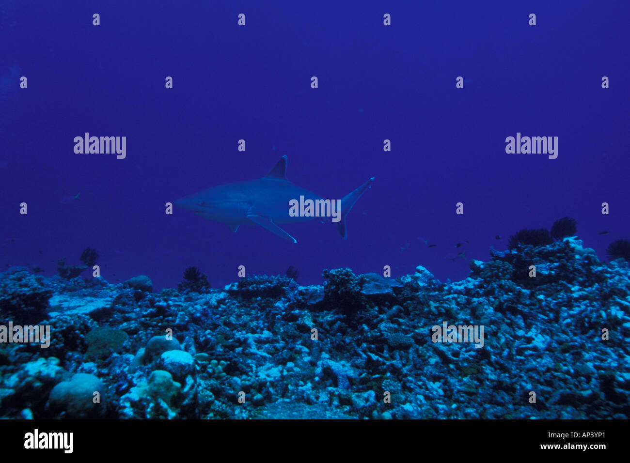 Papua New Guinea, Kavieng, Silvertip Reef, Silvertip sharks Stock Photo Alamy