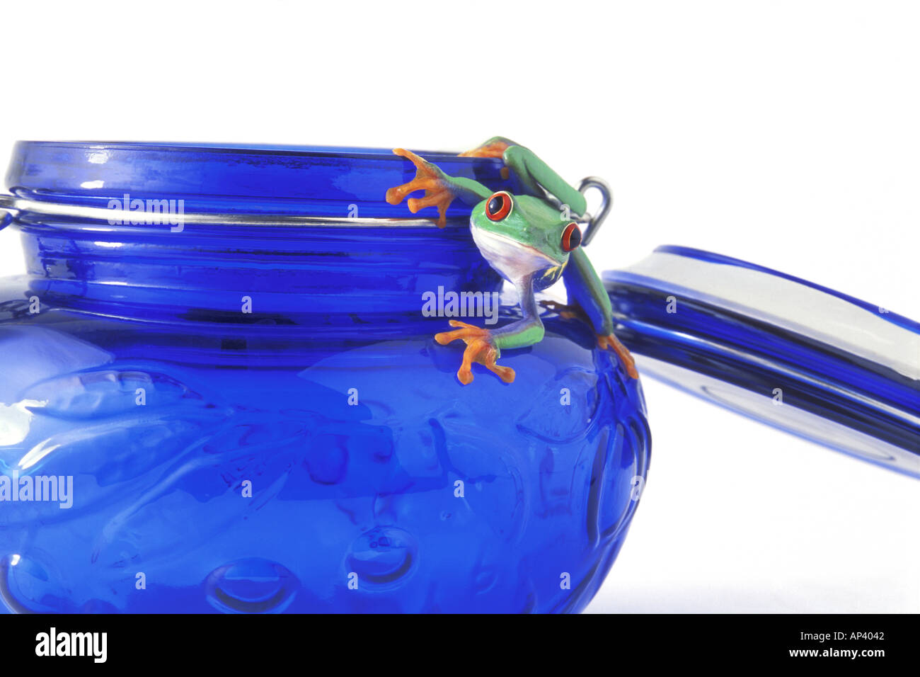 Frog In Jar Stock Photos & Frog In Jar Stock Images Alamy