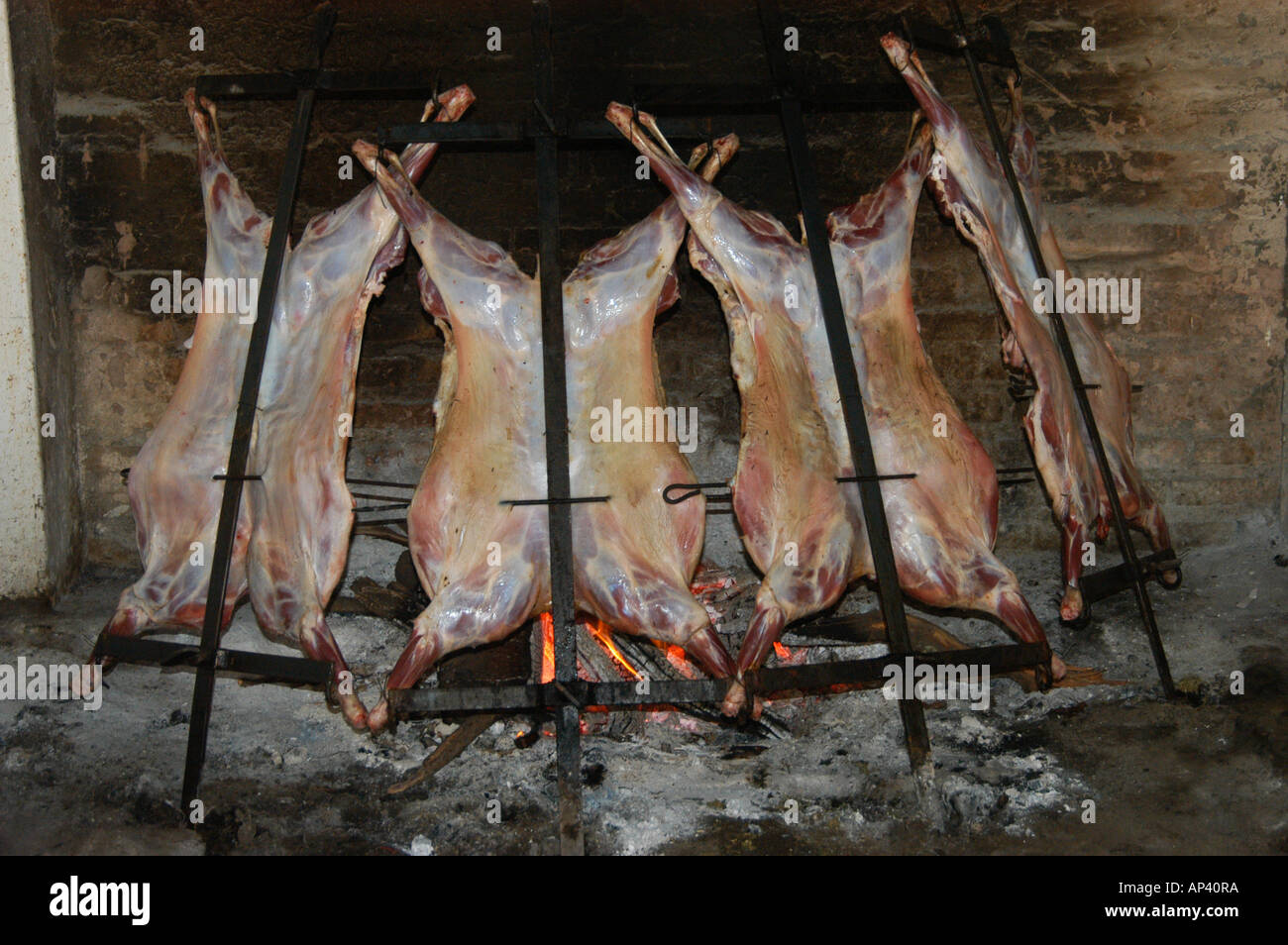 South America, Argentina: Valdes Peninsula, Patagonia, lamb being Stock Photo: 8952953  Alamy