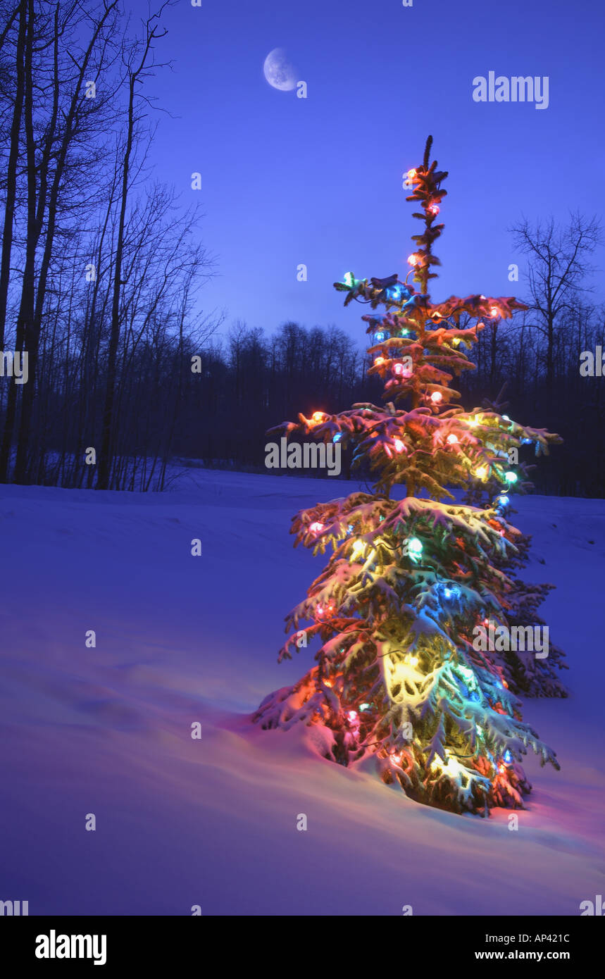 Christmas tree outdoors under moonlight hires stock photography and