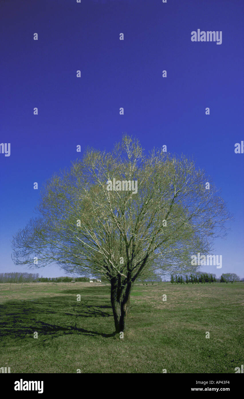 Tree in grassy field in spring Stock Photo - Alamy