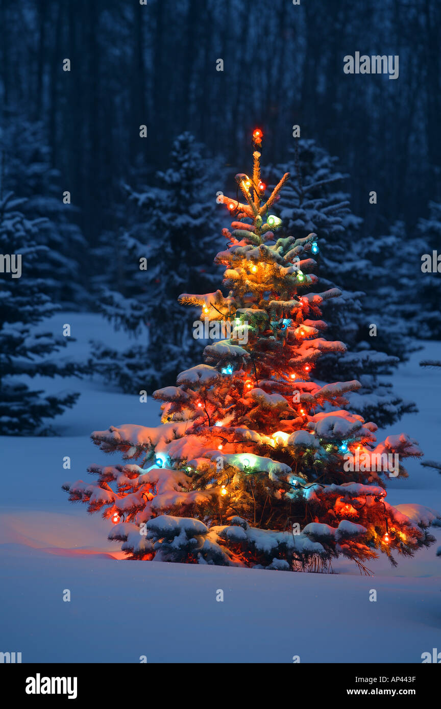 Christmas lights night in woodlands hires stock photography and images