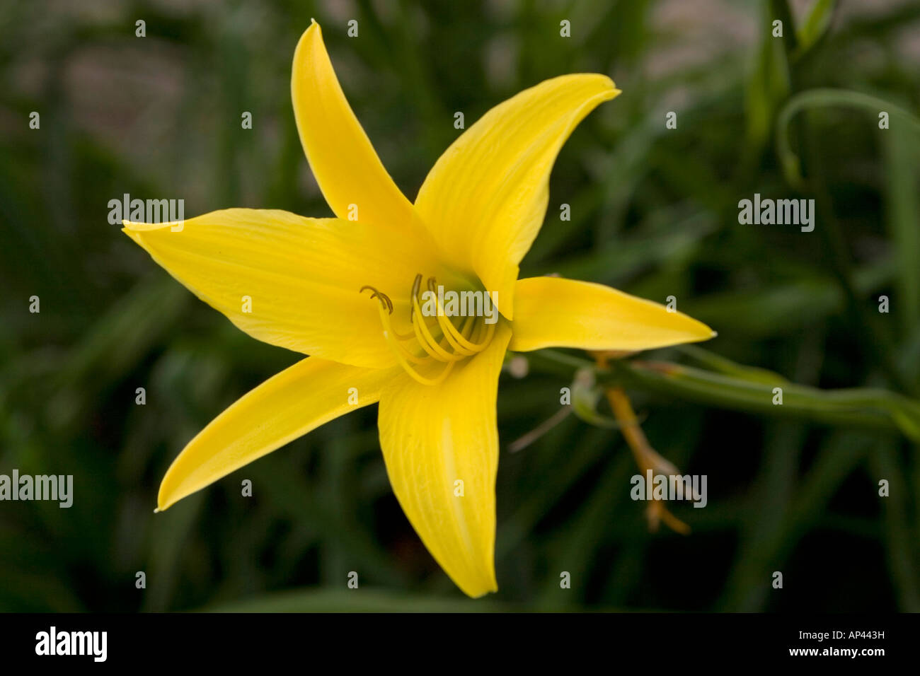 Six Petals High Resolution Stock Photography and Images Alamy